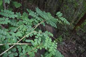 Image result for Ormocarpum