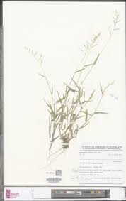 Image result for Urochloa villosa