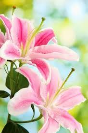 Lilien Pflege Lilie Pflanzen Schneiden Uberwintern Lilien Pflanzen Lilien Und Lilien Pflege