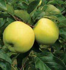 Raintree nursery offers quality nursery products. Buy Luna Semi Dwarf Apple Tree Online Arrive Alive Guarantee Free Shipping On All Orders Over 99 Immediate Deli Apple Tree Slim Christmas Tree Trees Online