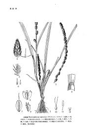 Image result for Elytrophorus spicatus