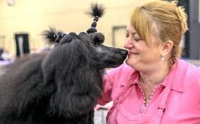 Hide this posting restore restore this posting. Sharon Svoboda Of Columbia Mo Checks In With Her Standard Poodle Minnie After Grooming Her During The Duluth Kennel Club A Dog Show Dog Breeds Poodle Puppy