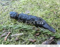 Image result for marten poop