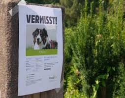 Bildergebnis für katze vermisst suchplakat vorlage katzenfutter, kater, plakat, wissen. Haustier Vermisst Melden Suchplakat Erstellen
