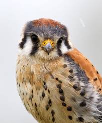 Birds Native To Virginia Beach Project Noah Networked Organisms And Habitats Pet Birds Nature Birds Pretty Birds