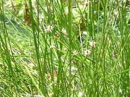 Image result for Eleocharis setifolia