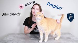 Whole pet with wellness, major medical, and pet wellness. Best Pet Insurance For Cats In 2021 Unbiased Review We Re All About Cats