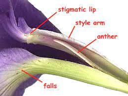 I enjoy the whole process of growing irises, being able to produce a new variety of iris appealed to me, so i learned how to hand pollinate them. The Iris Flower