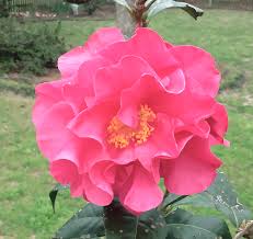 C Reticulata Miss Sally U S 2004 Different Types Of Flowers Types Of Flowers Flowers