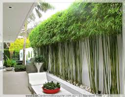 Using Bamboo In A Garden Google Search Bambous Jardin Amenagement Jardin Terrasse Jardin