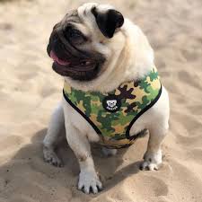 Compra online y al mejor precio los productos de la marca dukier. Dukier Camo Reversible Harness Pug Puppies Pugs Puppies