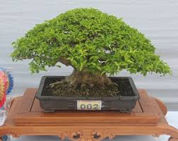 Mendongkel dan mengenal buah,biji dan bunga dari bahan bonsai anting putri yg wangi. Bonsai Anting Putri Wrightia Religiosa