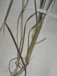 Image result for Dichanthium sericeum
