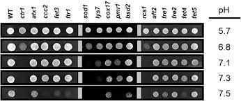 Copper And Iron Are The Limiting Factors For Growth Of The Yeast Saccharomyces Cerevisiae In An Alkaline Environment Journal Of Biological Chemistry