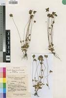 Image result for Antherotoma tenuis