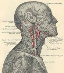 Pin On Lymphatics