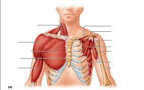 The supraspinatus, the infraspinatus, the teres minor and the subscapularis. Anterior Shoulder Muscles Diagram Quizlet