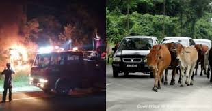 Viimeisimmät twiitit käyttäjältä rule34 (@rule34porn). Family Car In Alor Setar Catches Fire After Crashing Into A Cow