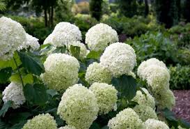 Hydrangeas are grown for their large, showy flowers, which are actually collections of small fertile and infertile. 2 Hortensien Outspot