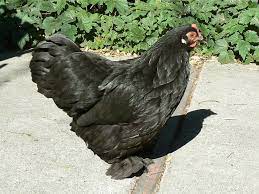 In other cases but, technically speaking, it will not be a rooster, but it will look and act like one. Crowing Hen How To Get Her To Stop Hanbury House