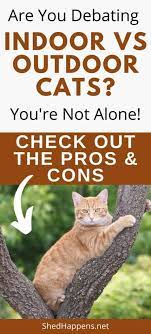 Indoor Vs Outdoor Cats Making The Best Choice For Your Cat Shed Happens
