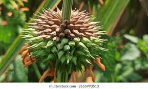 Image result for Leonotis decadonta