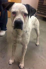 The hsep's goal is to place all of its animals in the best possible home with adopters who are aware of the full responsibility or becoming a pet parent and ensure their new family will keep them forever. These El Paso Based Dogs Are Up For Adoption And In Need Of A Good