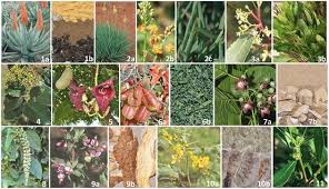 Image result for Sclerochiton ilicifolius