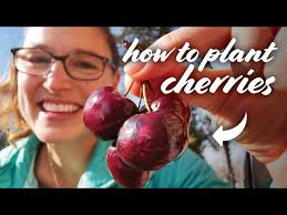 Cherry Tree Planting Guide: Varieties, Pollination, Growing & More!