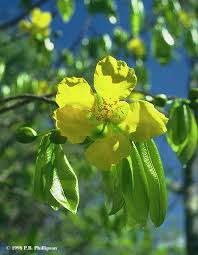 Image result for Ochnaceae