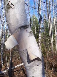 The white birch, also known as the paper birch and the canoe birch, is among the most utilized of all ornamental trees. Betula Papyrifera Canoe Birch Kenai Birch Mountain Paper Birch Paper Birch White Birch North Carolina Extension Gardener Plant Toolbox