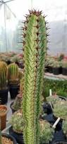 Image result for Euphorbia confinalis