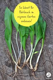 Barlauch Der Wilde Knoblauch Frisch Aus Dem Eigenen Garten Plantura Wilder Knoblauch Krauter Anpflanzen Tomaten Pflanzen