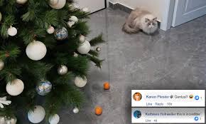 If a real tree is definitely your choice, some people opt to block access to it with an exercise pen like is. Cat Owner Is Branded Genius After Sharing Adorable Hack To Stop Pet Clawing At The Christmas Tree Daily Mail Online