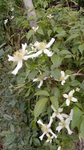 Its blooming comes late, but patience is rewarded when the superb fragrant white flowers appear: Clematis Montana Var Grandiflora Montana Group Clematis Montana Clematis Clematis White