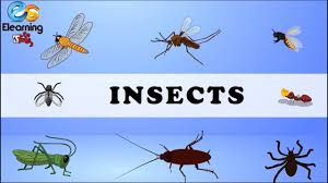 And scientists are constantly discovering new species. Insect Names Insects For Learning Insects Pictures Common Insect Youtube