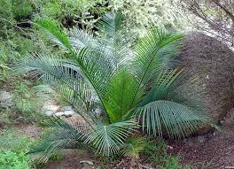 Image result for Macrozamia communis
