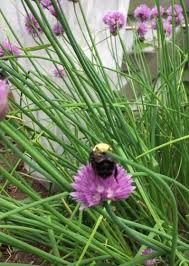 Also known by its botanical name of monarda, bee balm is very attractive to bees, butterflies and hummingbirds. Plants For Pollinators