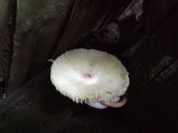 White mold is a disease that causes stem rot, wilt and death of many common flowers. Beautiful White Flower Mushroom Steemit