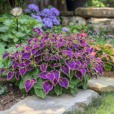 Image result for Coleus foliatus