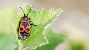 Gendarme 5 Choses A Savoir Sur Cet Insecte Inoffensif Avec Images Insectes Gendarme Saviez Vous Que