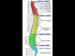 map of the spinal column