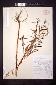 Image result for Ludwigia erecta