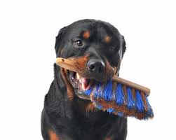 The best grooming brush for short hair dogs is what you need to get the best result. 5 Best Dog Brush For Short Hair Top Reviewed Oodle Life