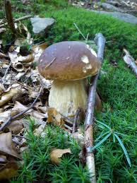 Search for local classifieds with us. Grzyby Fungi Of Poland Mushrooms Grzyby Jadalne Grzyby Trujace Borowik Prawdziwek Prawdziwki Boletus Borowik Szlachetny Borowik Stuffed Mushrooms Fungi Plants