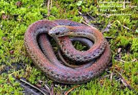 The species is endemic to north america. Thamnophis Ordinoides The Reptile Database