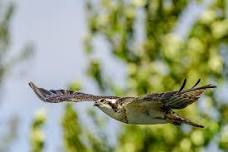 Wednesday Birders at Mores Creek and Robie Creek