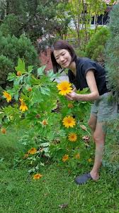 Image result for Tithonia diversifolia