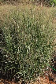 Image result for Panicum schinzii