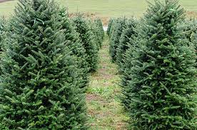 Make our farm your family tradition. 13 Festive Christmas Tree Farms In North Carolina
